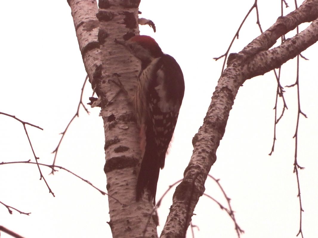 Middle Spotted Woodpecker 