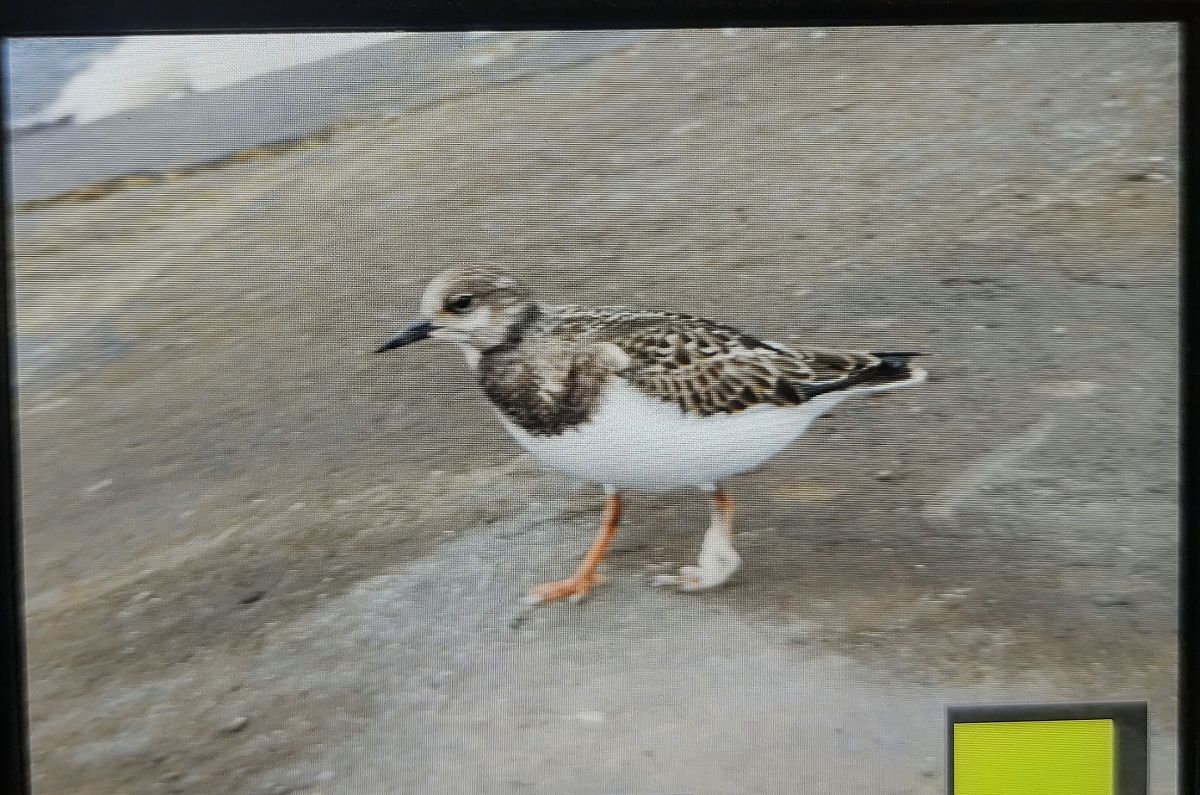 Ruddy Turnstone 