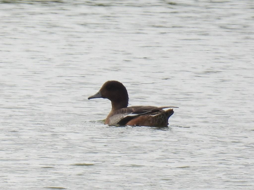 Eurasian Wigeon  - Kacper Mikulski