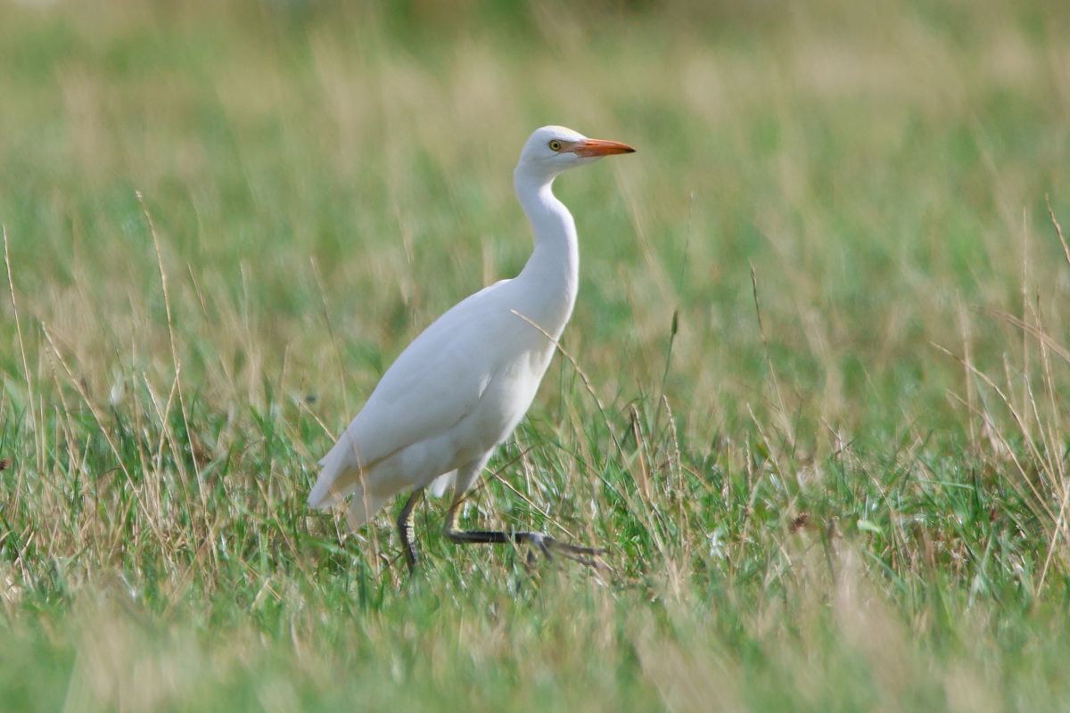 czapla złotawa  - Mariusz Lizoń