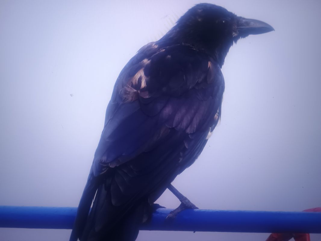 wrona (czarnowron, ssp. corone)  - Piotr Janowicz