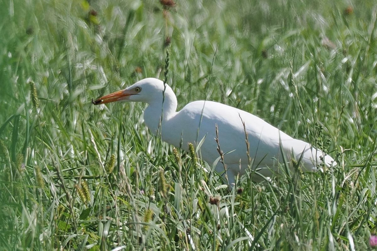 czapla złotawa  - Artur Mikrut