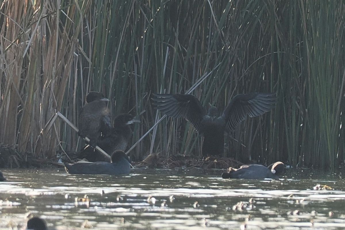 kormoran mały  - Artur Mikrut