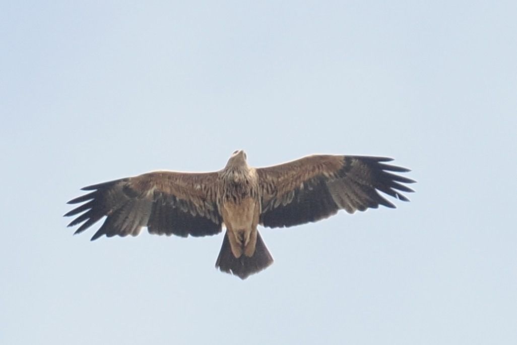 Kaiseradler  - Artur Mikrut