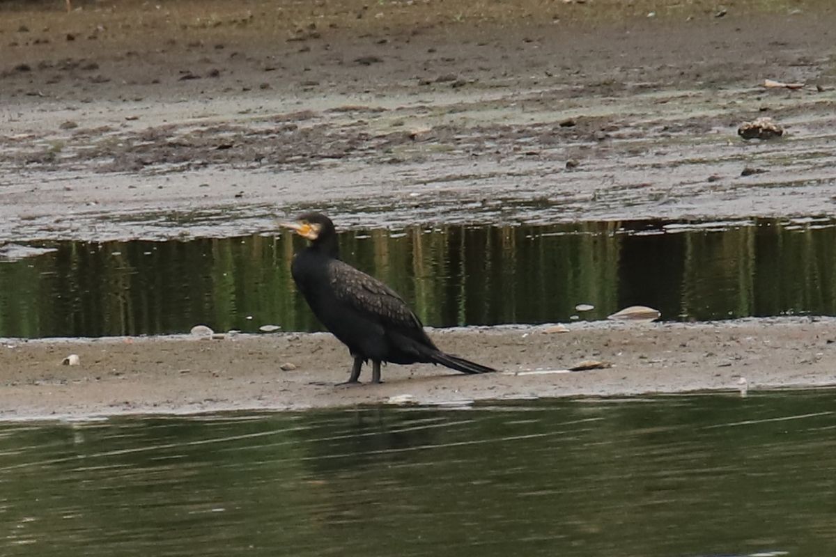 kormoran  - Henryk Piernikarczyk