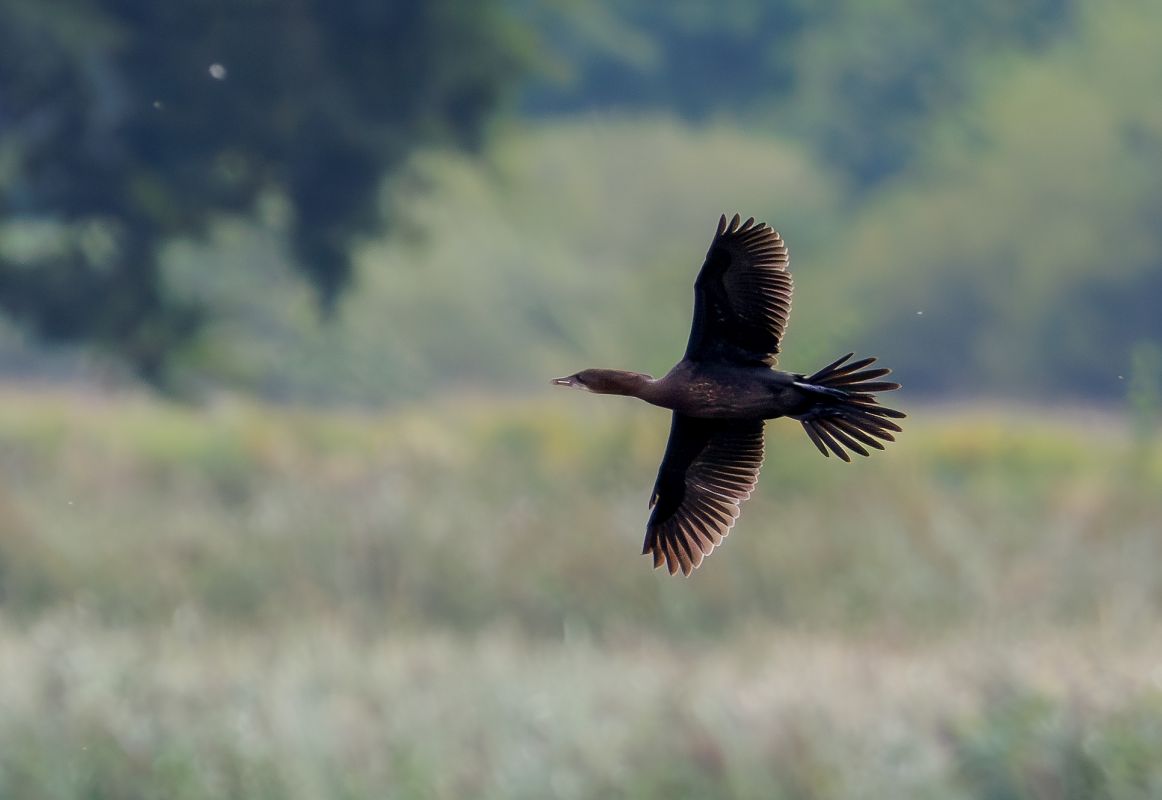kormoran mały  - Damian Mikulski