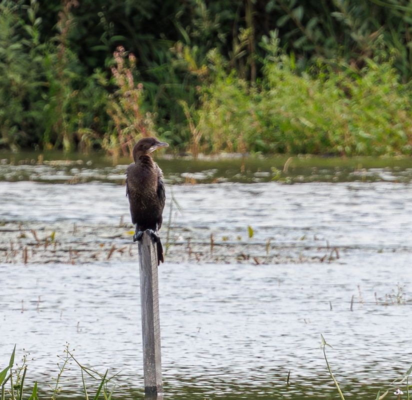 kormoran mały  - Damian Mikulski