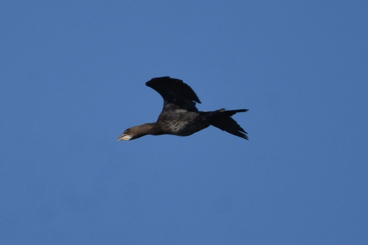 kormoran mały  - Filip Mitręga