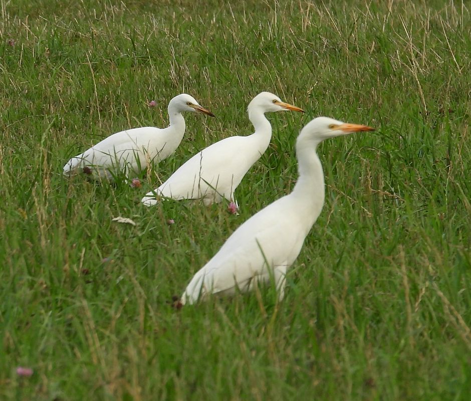 czapla złotawa 