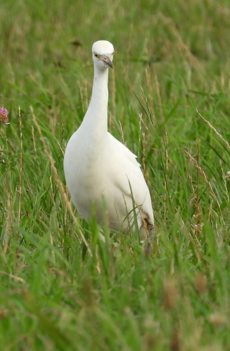 czapla złotawa 