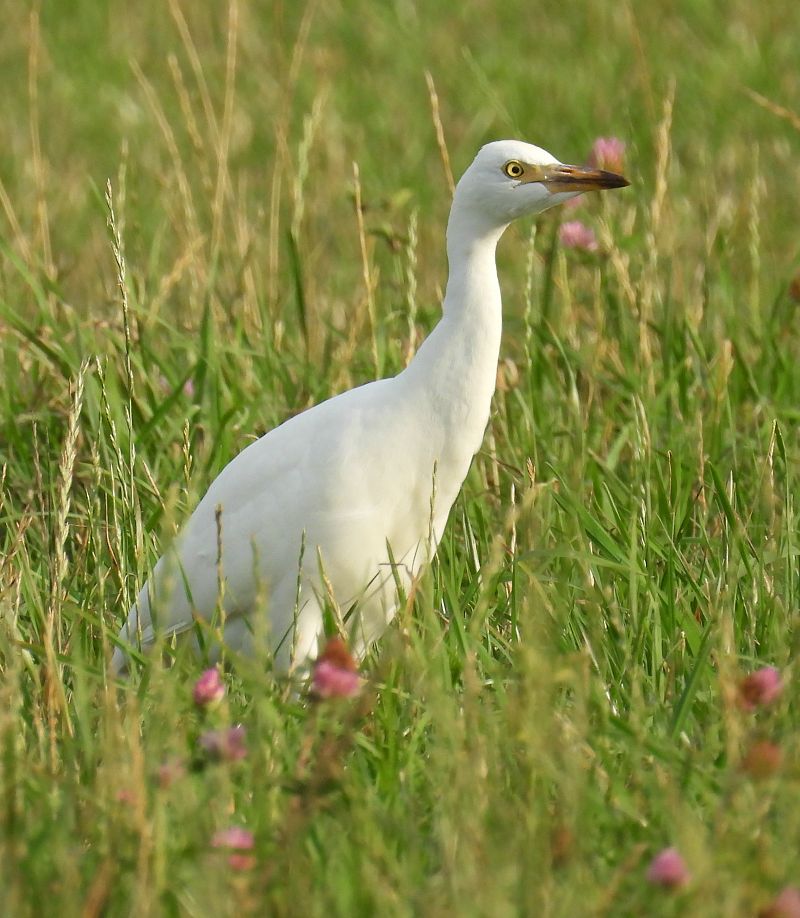 czapla złotawa 
