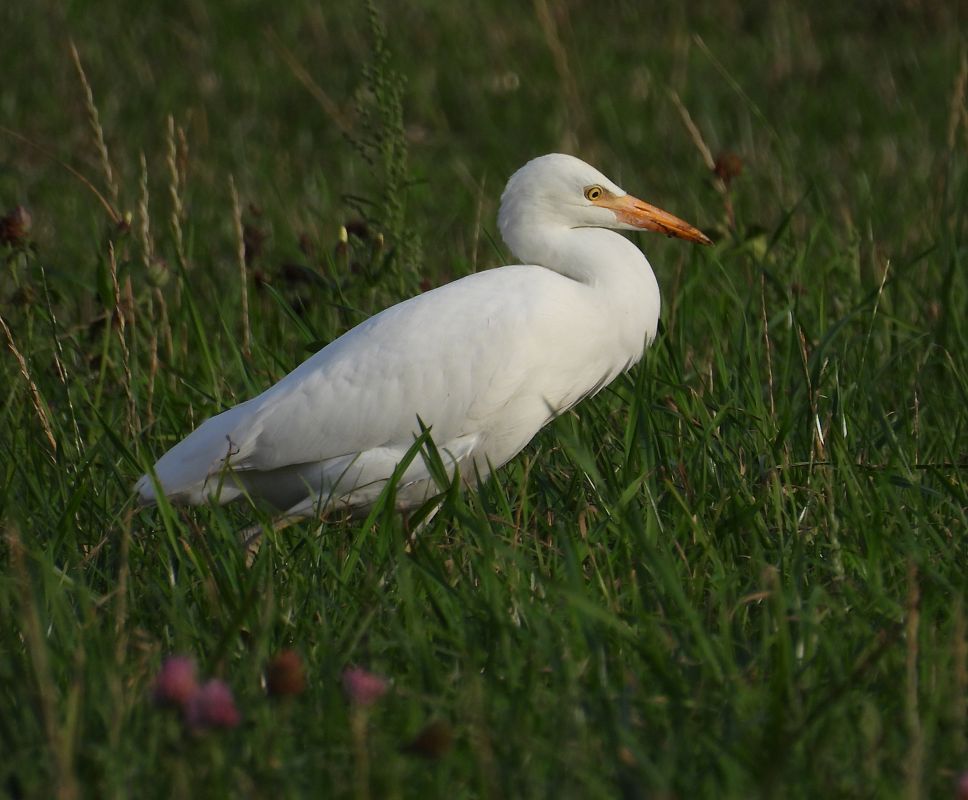 czapla złotawa 