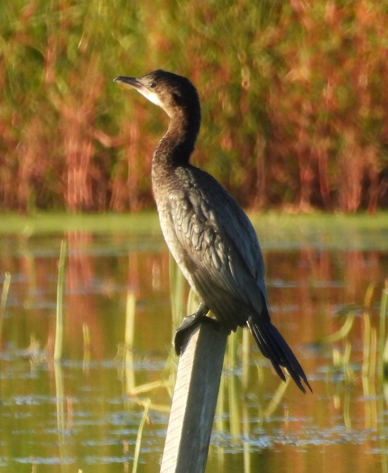 kormoran mały 