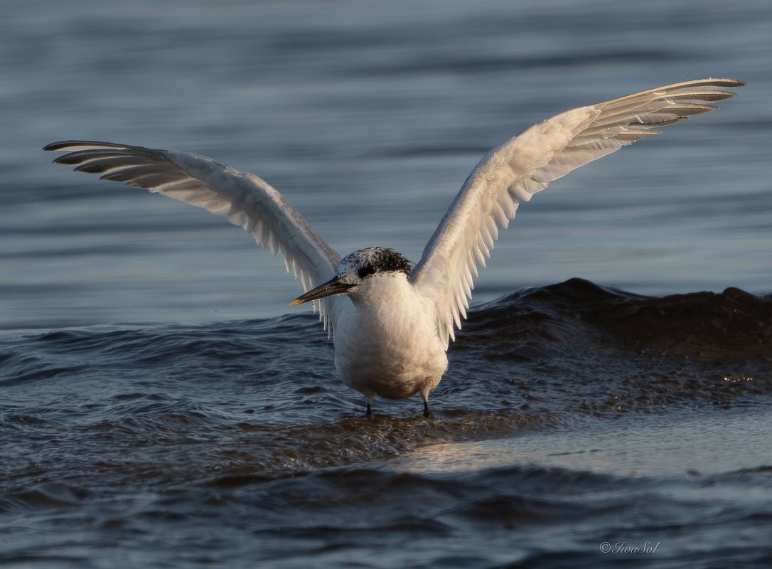 Sandwich Tern 