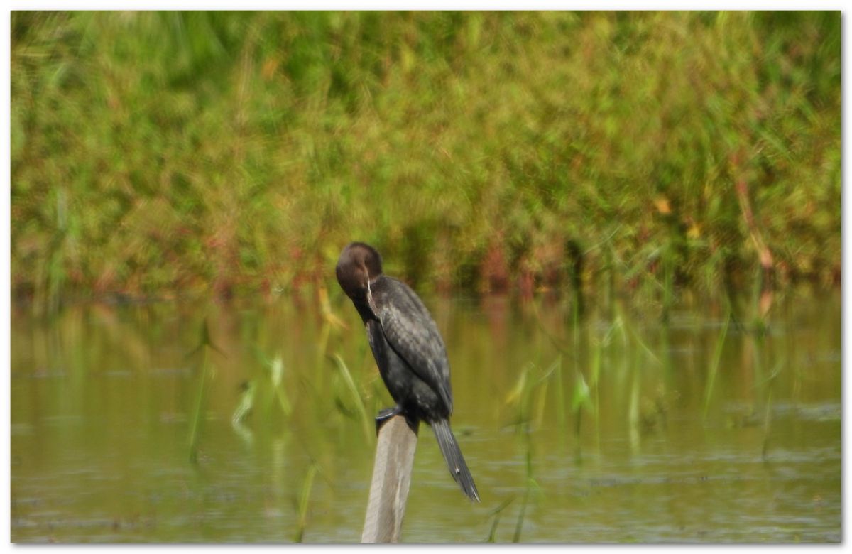 kormoran mały  - Piotr Gajewski