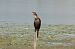 kormoran mały  - Jan Dacko