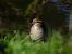 House Sparrow  - Jarosław Słowikowski