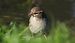 House Sparrow  - Jarosław Słowikowski