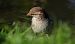 House Sparrow  - Jarosław Słowikowski