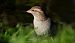 House Sparrow  - Jarosław Słowikowski
