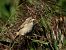 House Sparrow  - Jarosław Słowikowski