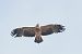 Kaiseradler  - Artur Mikrut