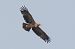 Kaiseradler  - Jakub Bednarek