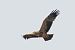 Kaiseradler  - Jakub Bednarek