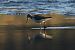 kwokacz  - Henryk Piernikarczyk