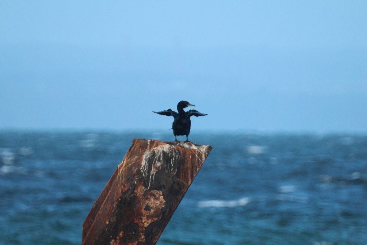 kormoran  - Arek Szypicyn