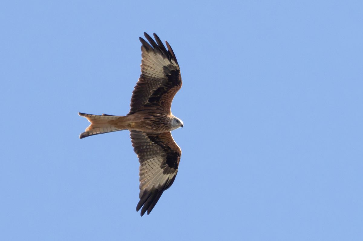 Red Kite  - Katarzyna Matusik