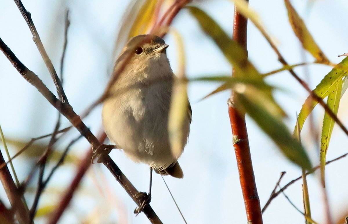pierwiosnek (syberyjski, ssp. tristis)  - Michał Polakowski