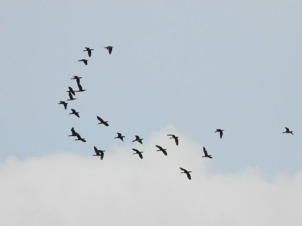 kormoran  - Andrzej Tarasiuk