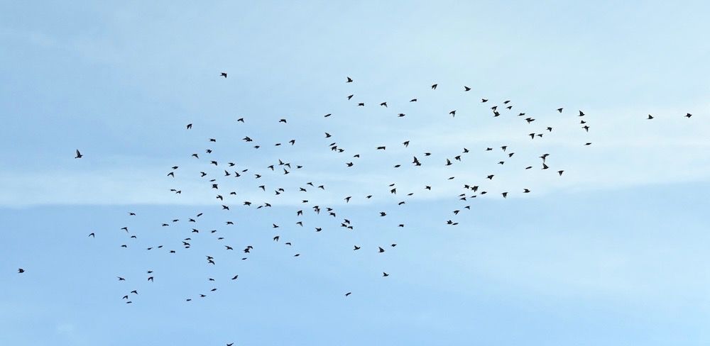 Common Starling  - Hanna Żelichowska