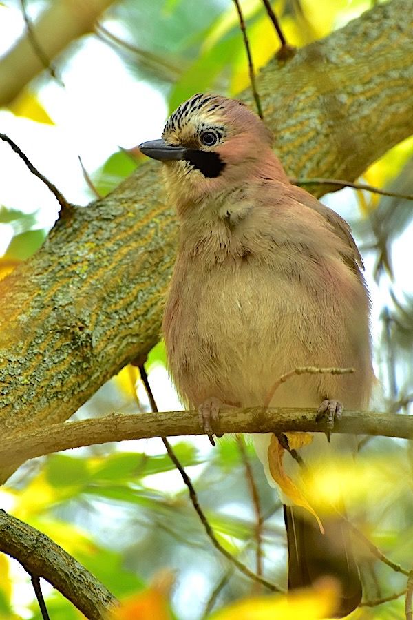 Eurasian Jay  - Hanna Żelichowska
