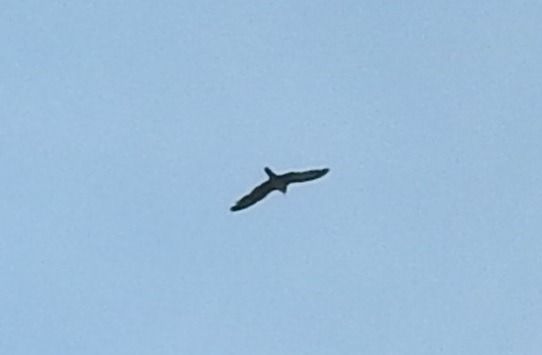 Peregrine Falcon  - Janusz Maliczak