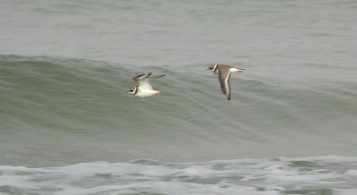 Common Ringed Plover  - Jarosław Słowikowski