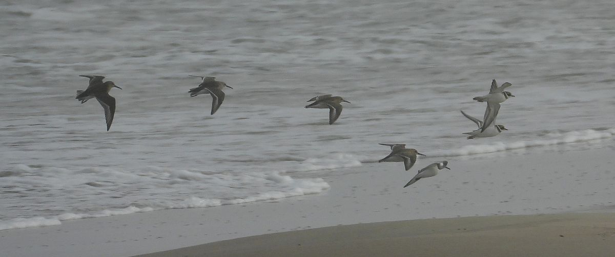 Sanderling  - Jarosław Słowikowski