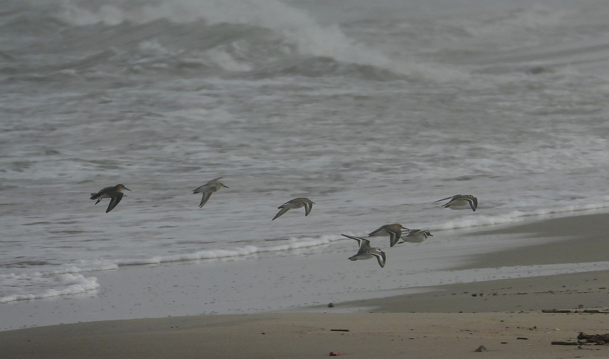 Sanderling  - Jarosław Słowikowski