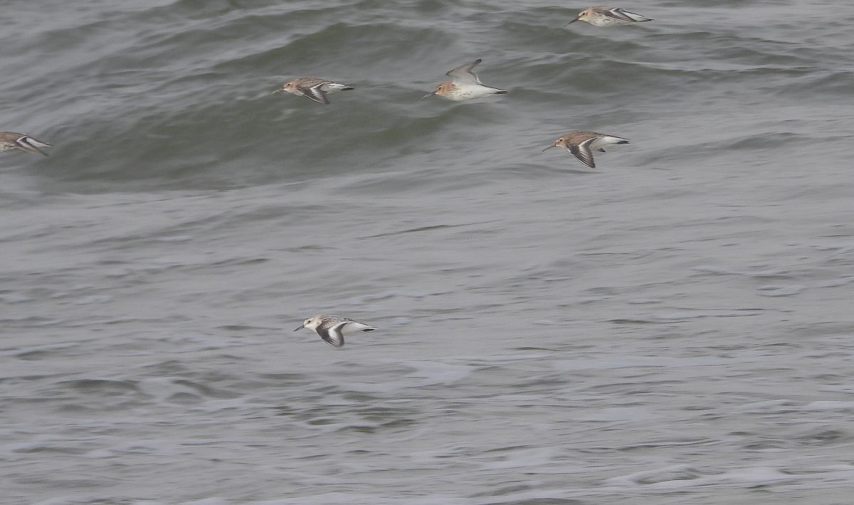 Sanderling  - Jarosław Słowikowski