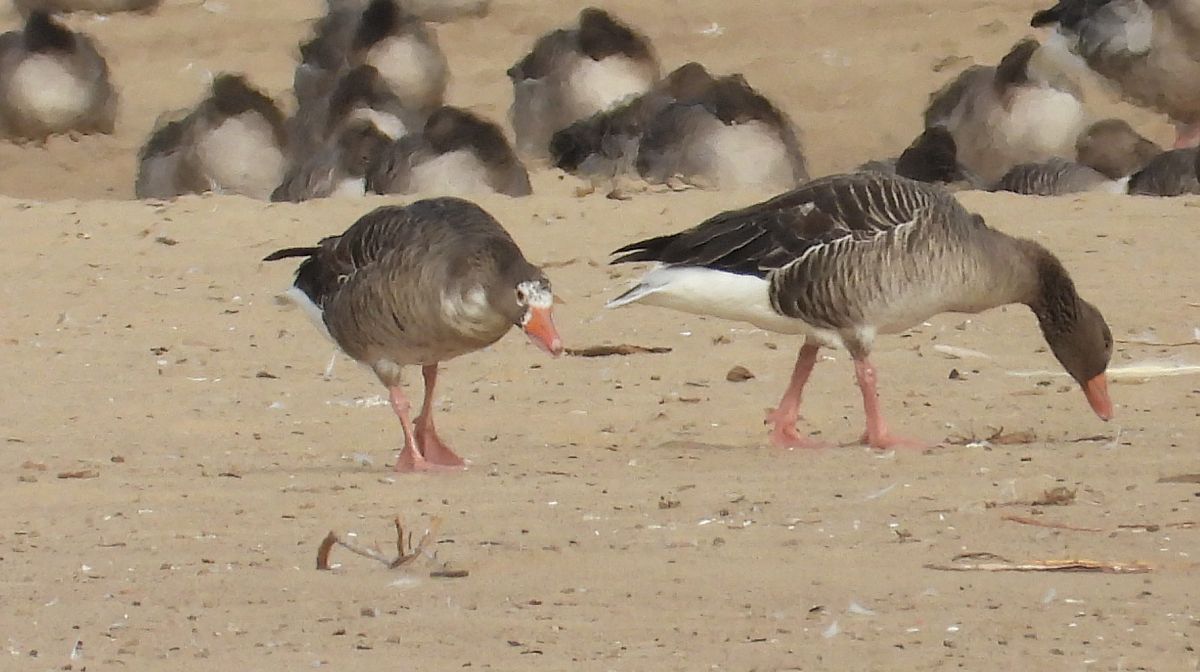 Greylag Goose  - Jarosław Słowikowski