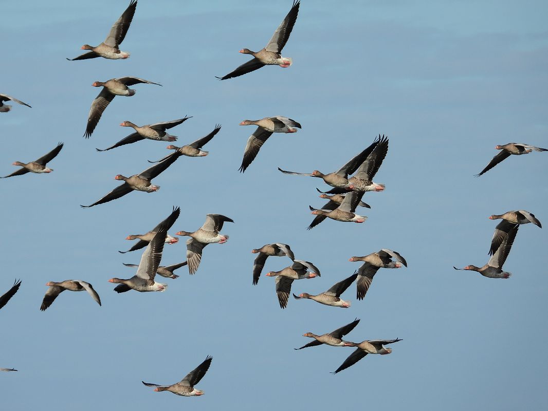 Greylag Goose  - Jarosław Słowikowski