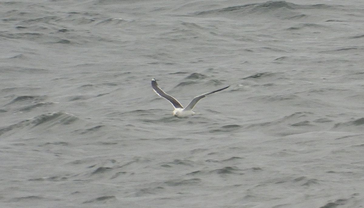 mewa żółtonoga (ssp. fuscus)  - Jarosław Słowikowski