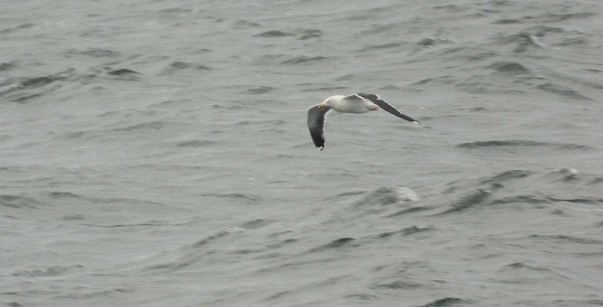 mewa żółtonoga (ssp. fuscus)  - Jarosław Słowikowski