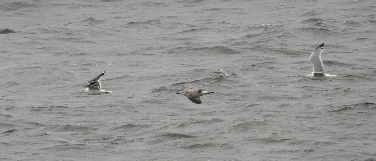 mewa żółtonoga (ssp. fuscus)  - Jarosław Słowikowski