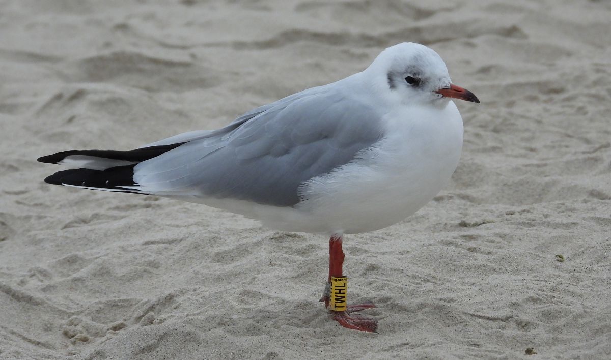 Mouette rieuse  - Jarosław Słowikowski