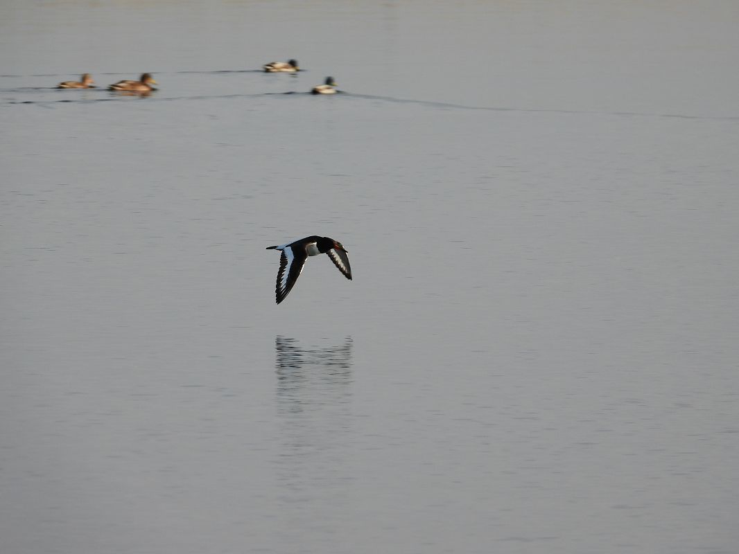 ostrygojad  - Jarosław Słowikowski