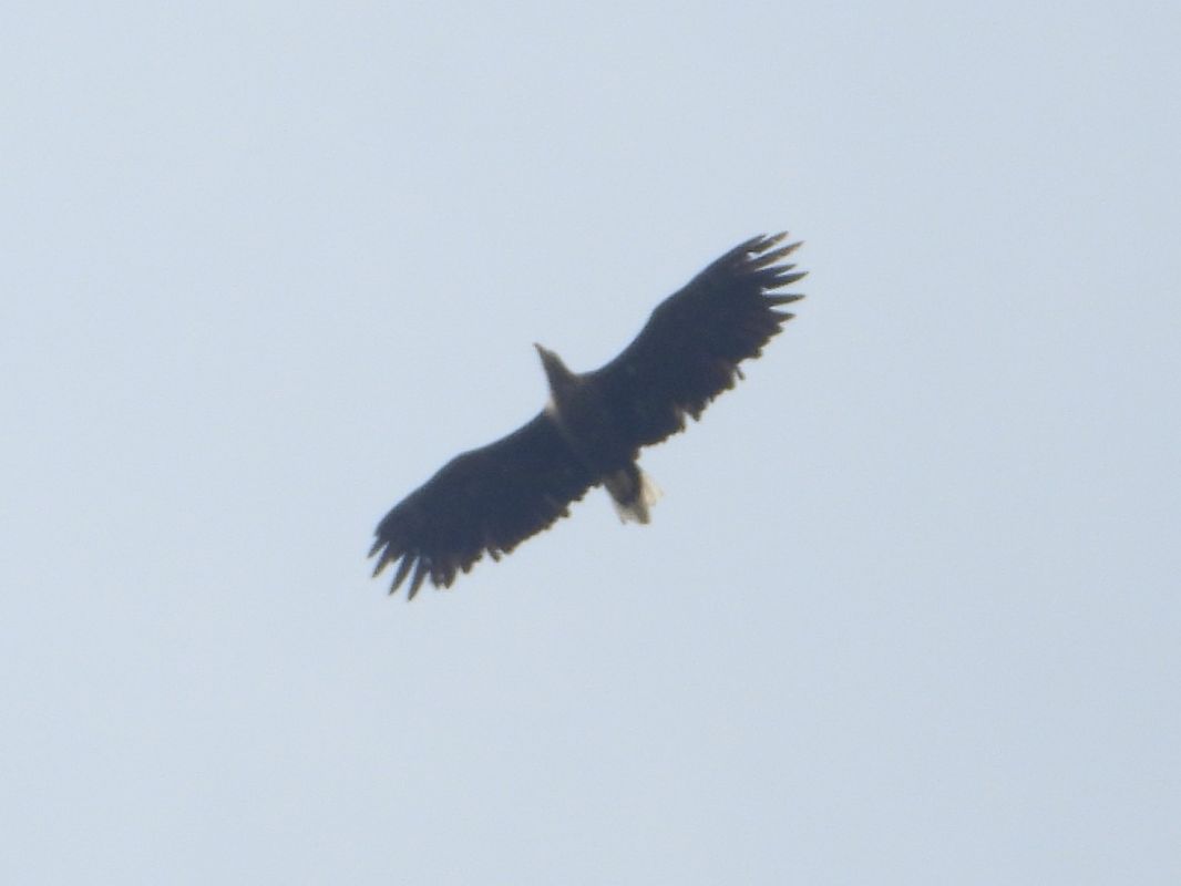 Seeadler 