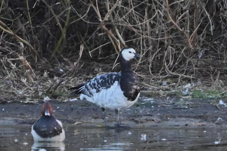 bernikla białolica  - Mariusz Godlewski
