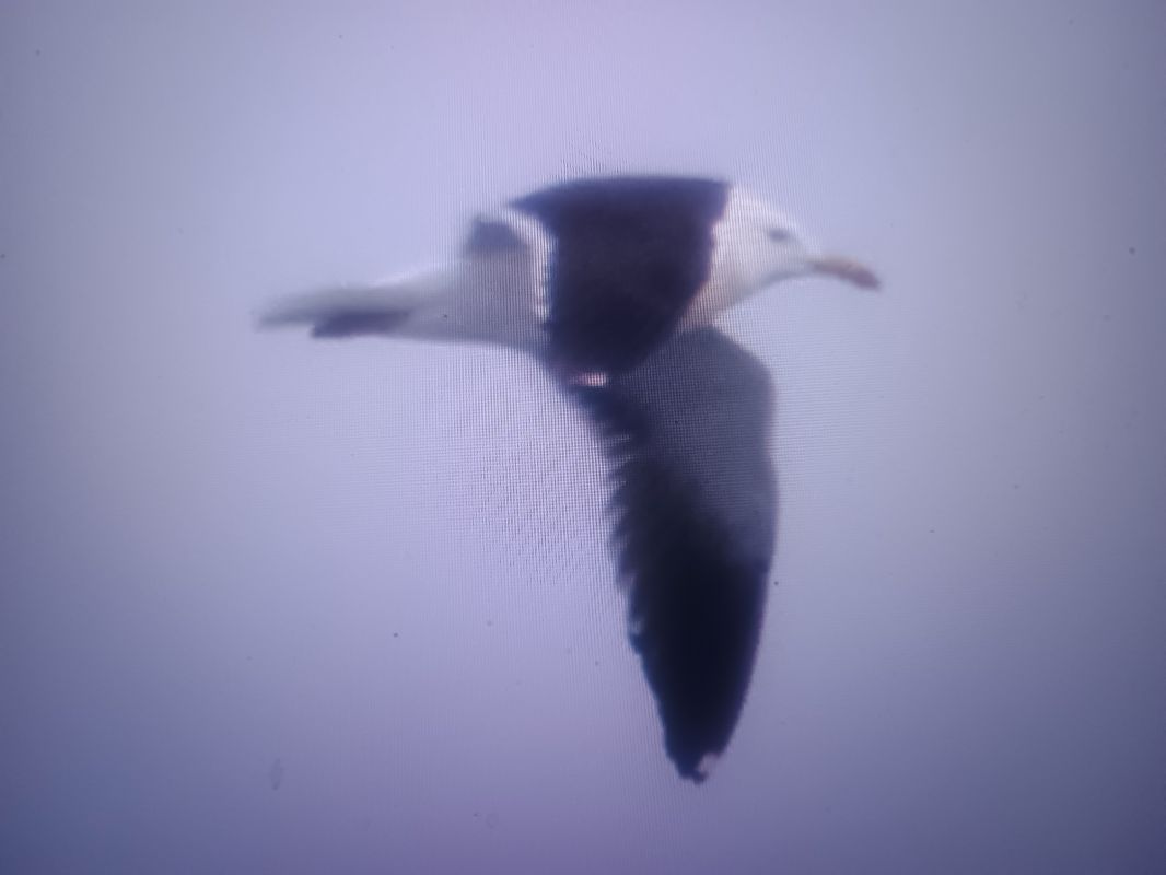 mewa żółtonoga (ssp. fuscus)  - Piotr Janowicz